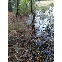 King tide Chesapeake image